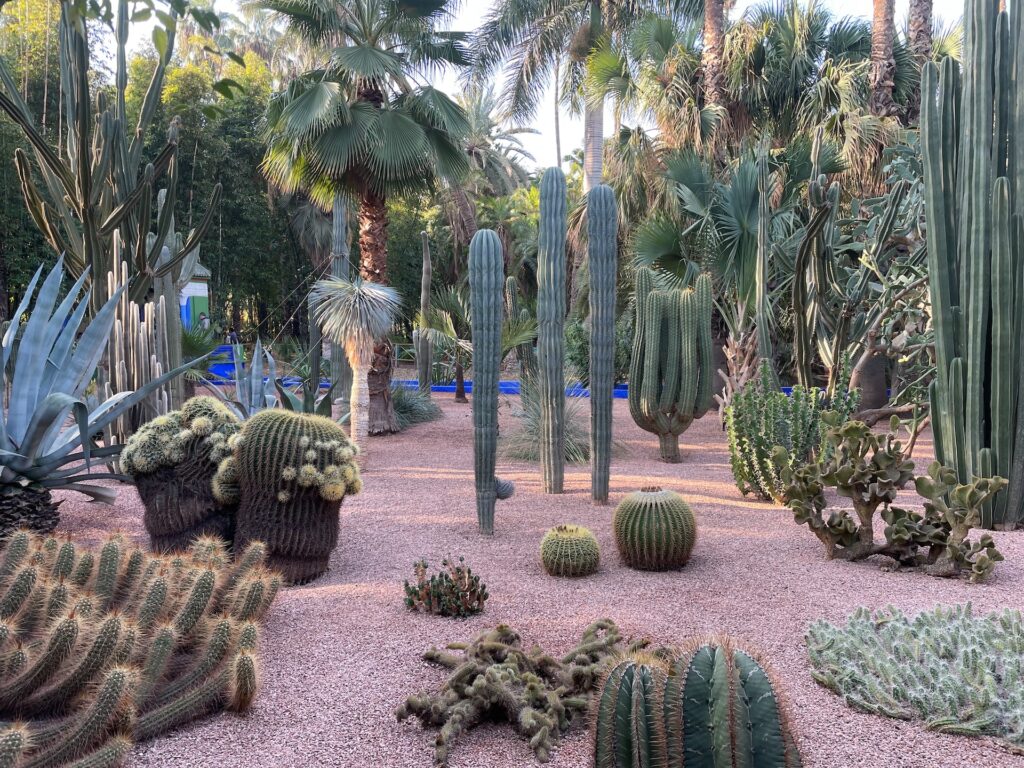 Jardin Majorelle: A Botanical Oasis in Marrakech